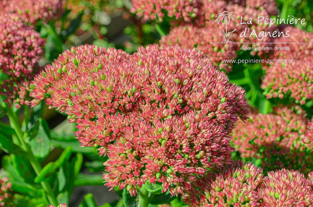 Sedum hybride 'Herbstfreude'