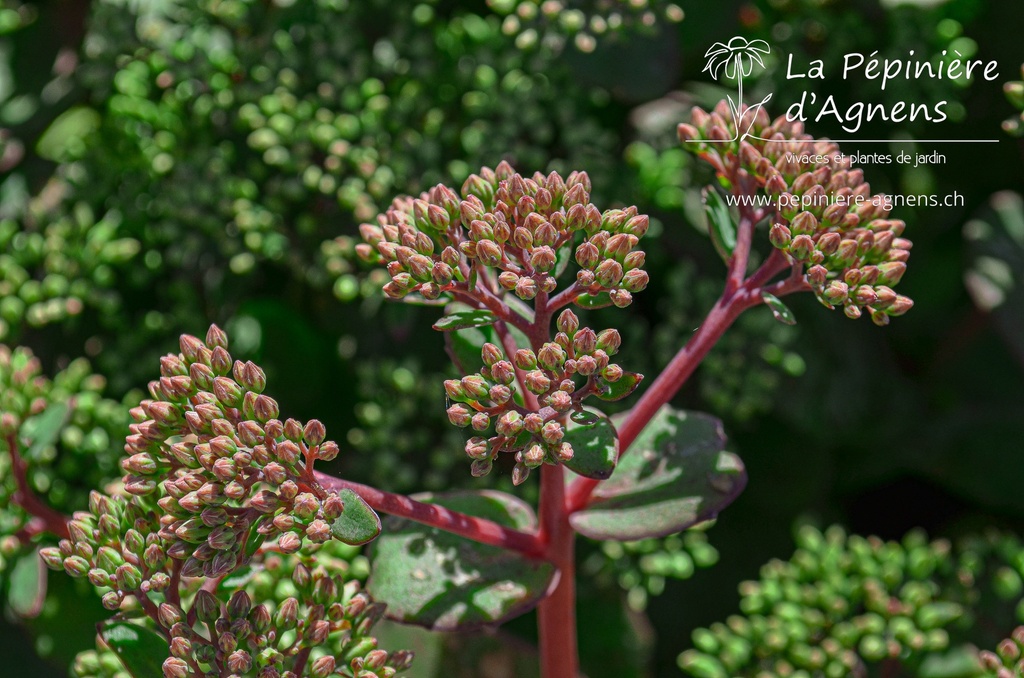 Sedum hybride 'Matrona'