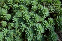 Sedum pachyclados