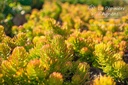 Sedum reflexum 'Angelina'