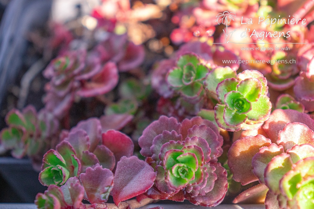 Sedum spurium 'Fuldaglut'