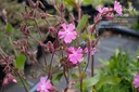 Silene dioica