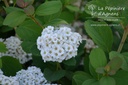 Spiraea betulifolia 'Tor'