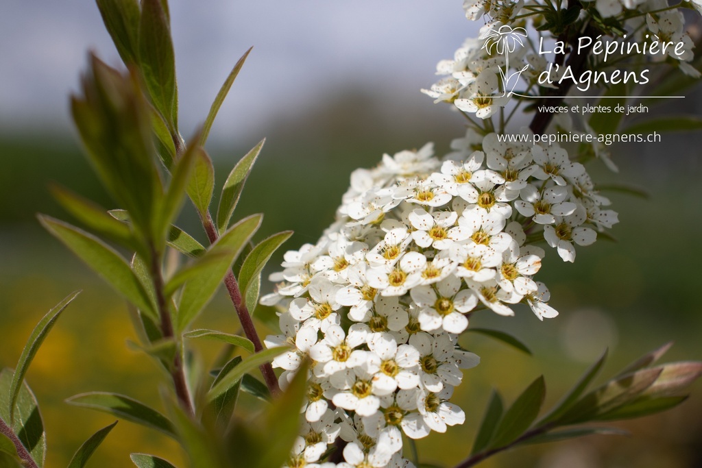 Spiraea cinerea 'Grefsheim'