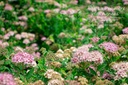 Spiraea japonica 'Little Princess'