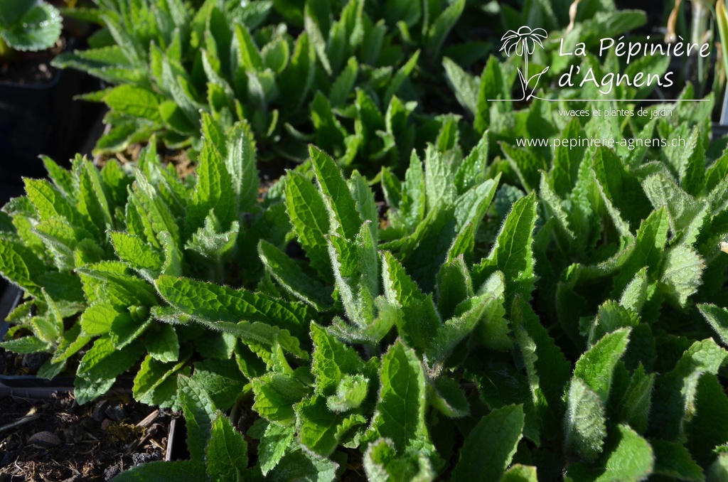 Stachys affinis