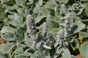 Stachys byzantina 'Silver Carpet'