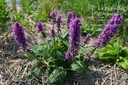 Stachys monnieri 'Hummelo'