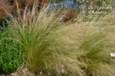 Stipa tenuissima