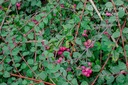 Symphoricarpos doorenbosii 'Mother of Pearl'