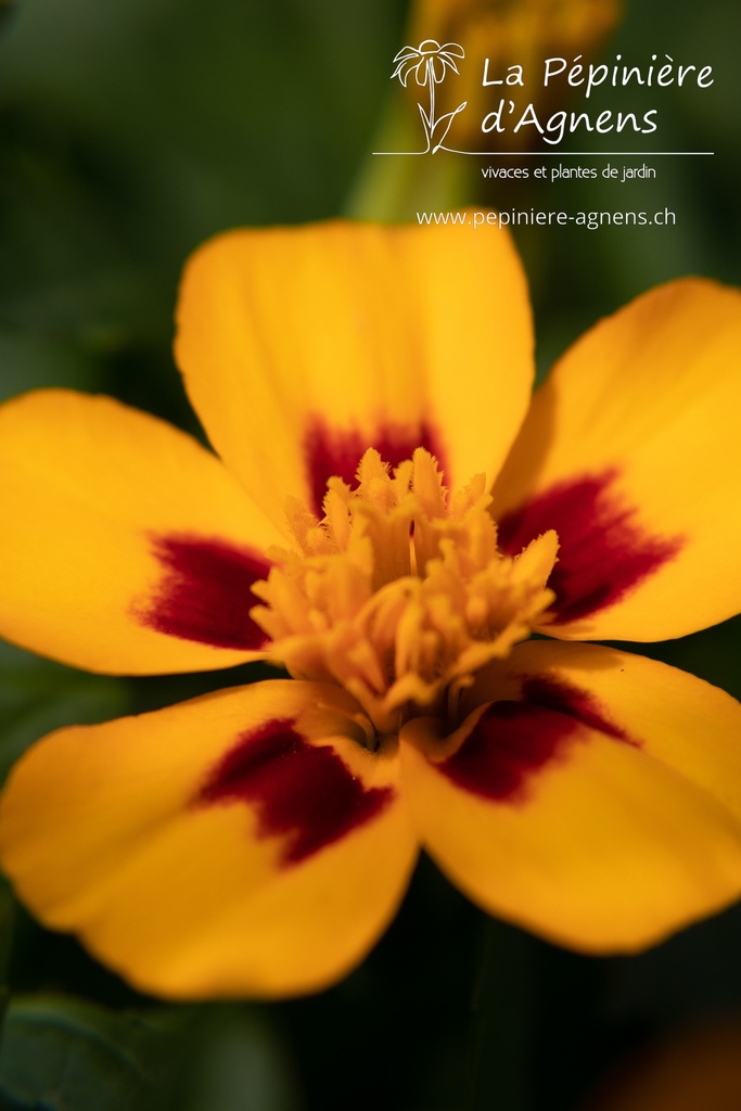 Tagetes patula