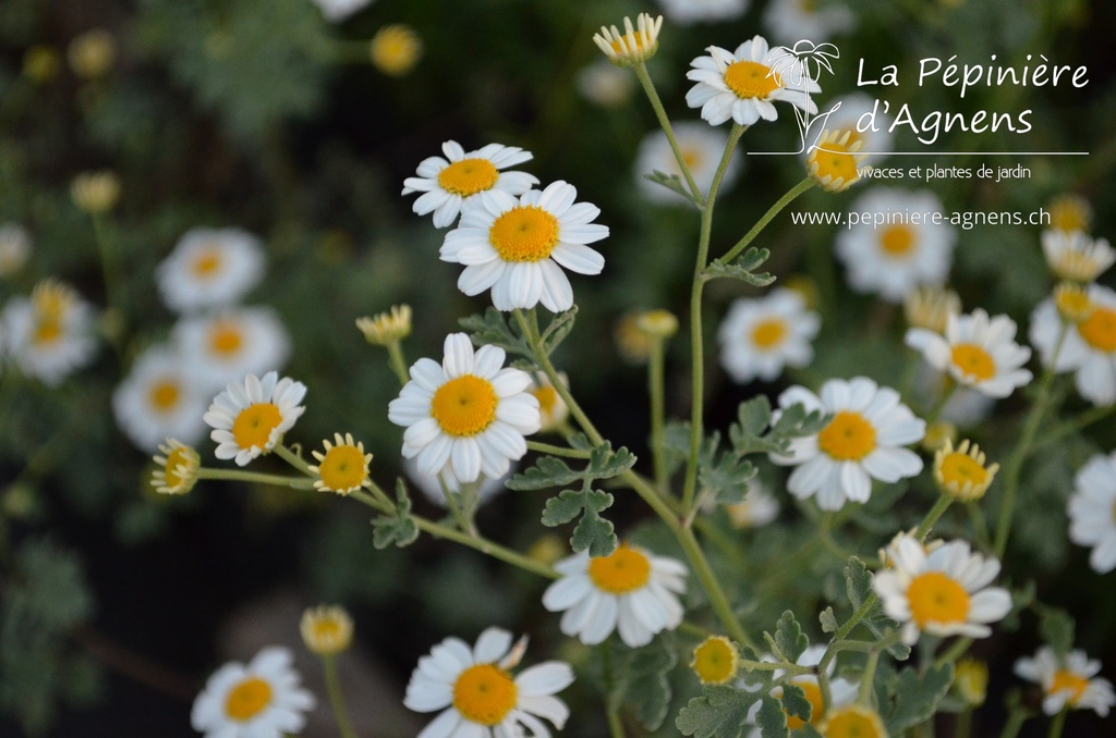 Tanacetum niveum 'Jackpot'