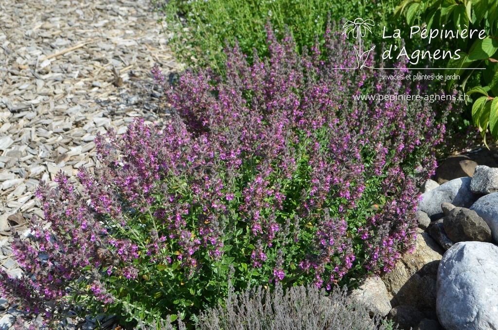 Teucrium lucidrys (x)