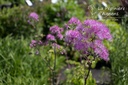 Thalictrum Cultivars 'Black Stockings'