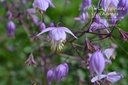 Thalictrum delavayi hinckley