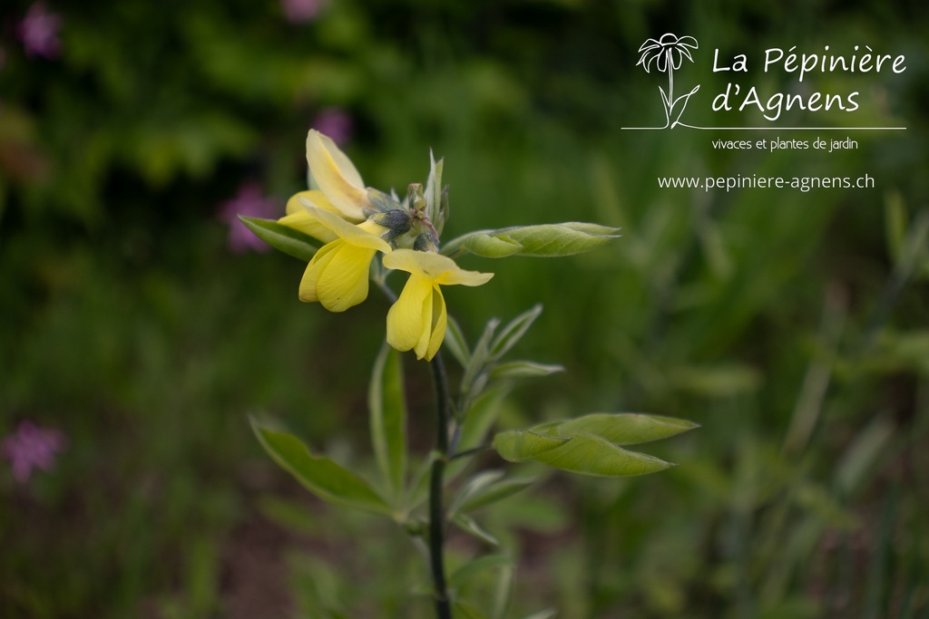 Thermopsis chinensis