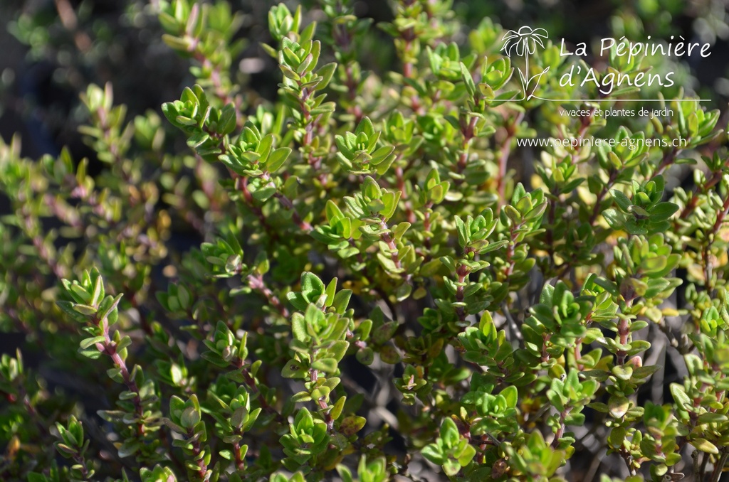 Thymus citriodorus (x)