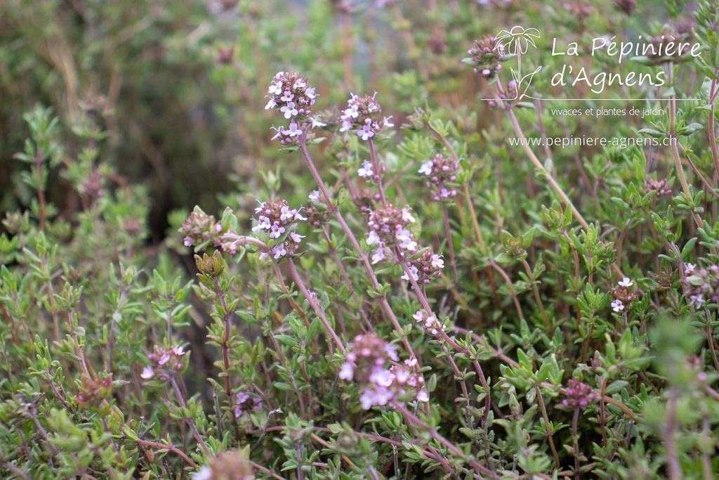 Thymus vulgaris 'Standard Winter'