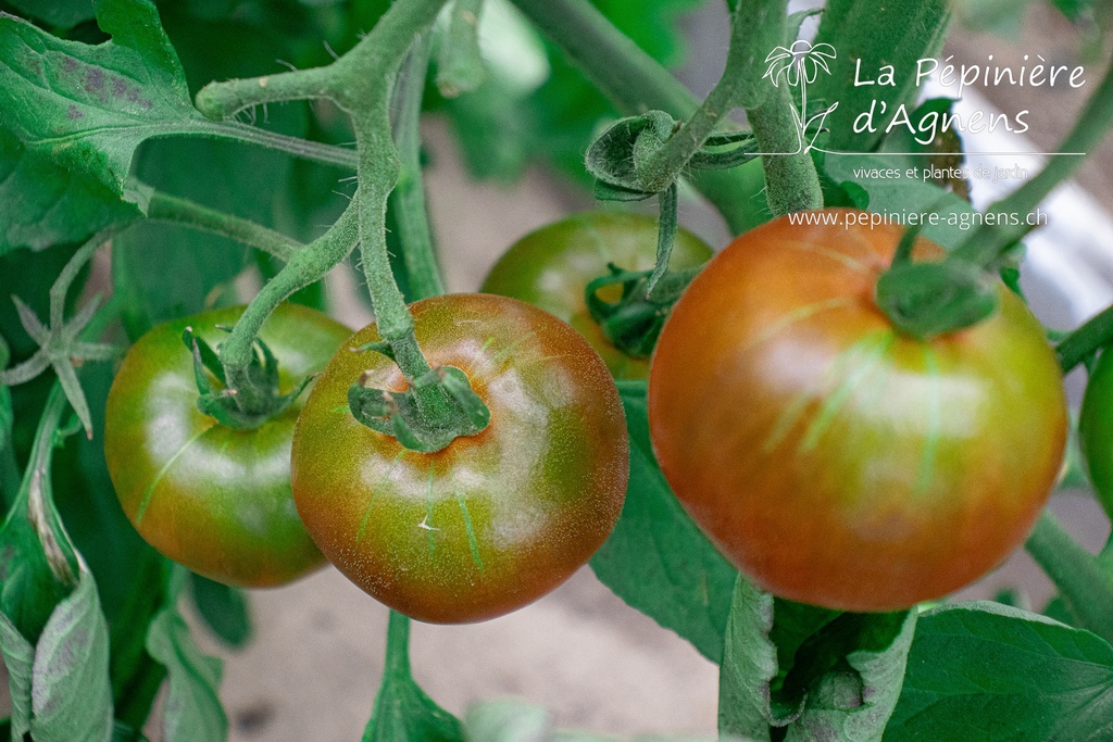 Tomate à fruits charnus 'Noire de Crimée'