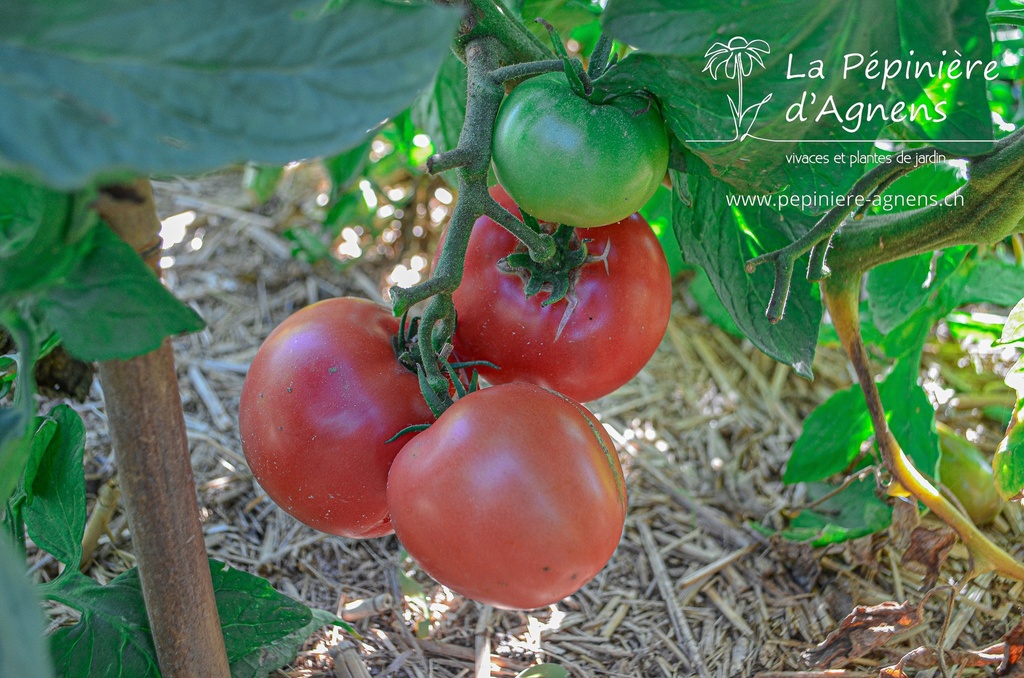 Tomate à fruits charnus 'Rose de Berne'