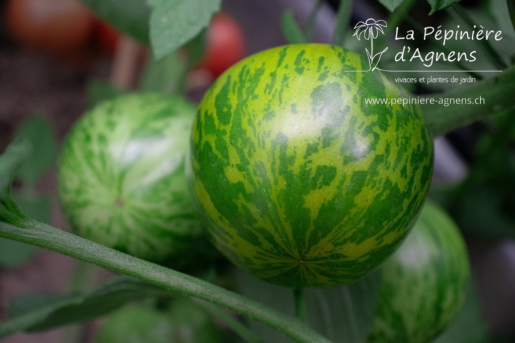 Tomate à fruits moyens 'Green Zebra'