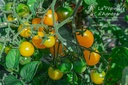 Tomate cerise 'Cerise Jaune'