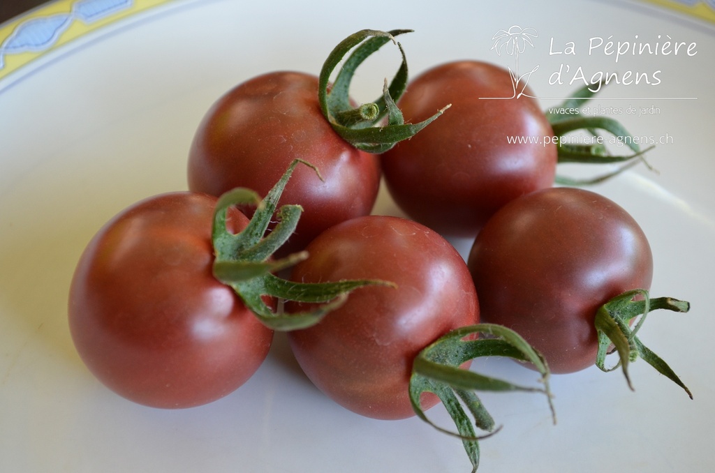 Tomate cerise 'Cerise Noire'