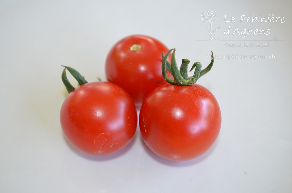 Tomate cerise 'Miel du Mexique'