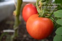 Tomate précoce à fruits moyens 'Matina'