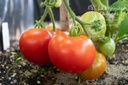 Tomate précoce à moyens fruits 'Précoce de Sibérie'