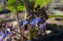 Trachystemon orientalis