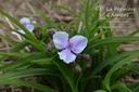 Tradescantia andersoniana (x) 'Bilberry Ice'