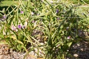 Tradescantia andersoniana (x) 'J.C. Weguelin'