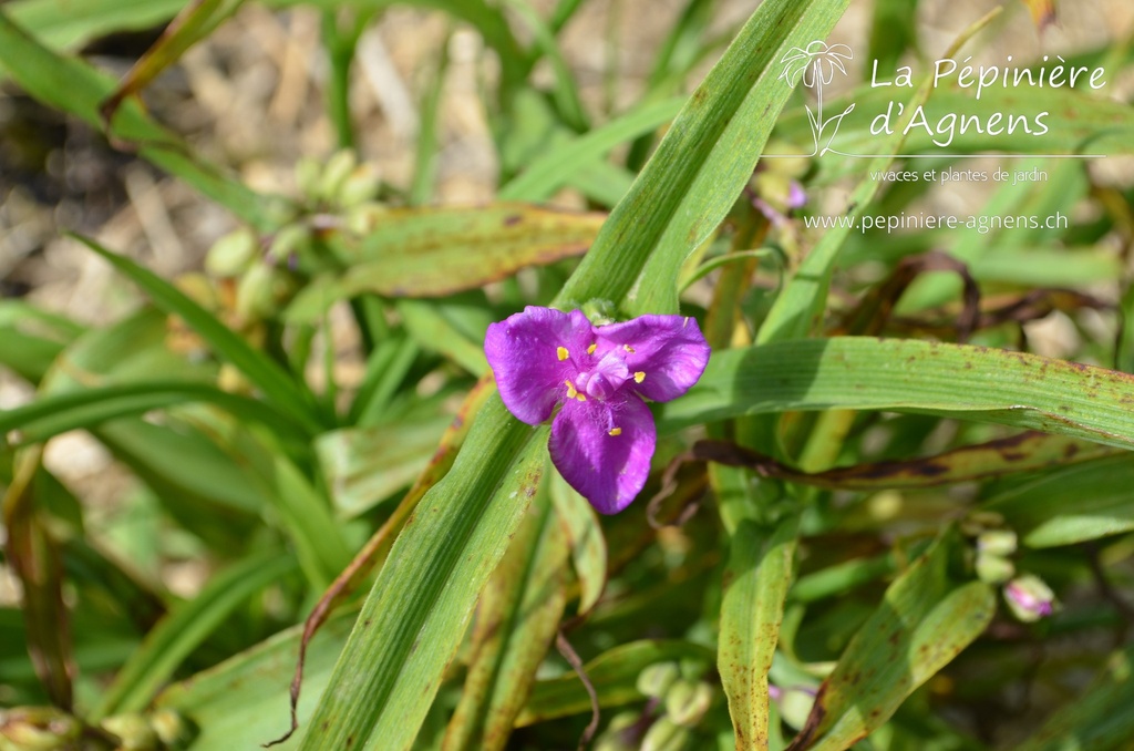 Tradescantia andersoniana (x) 'Rubra'