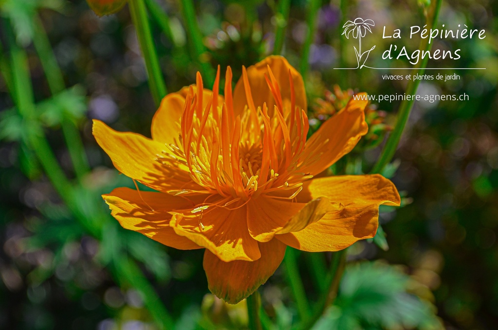 Trollius chinensis 'Golden Queen'