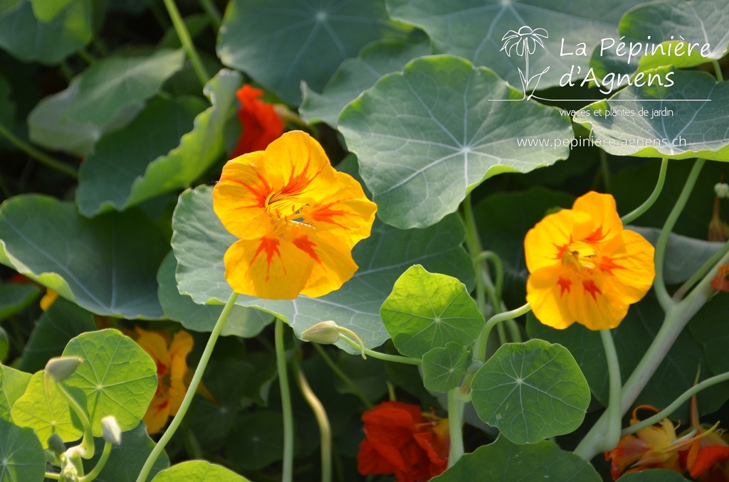 Tropaeolum majus 