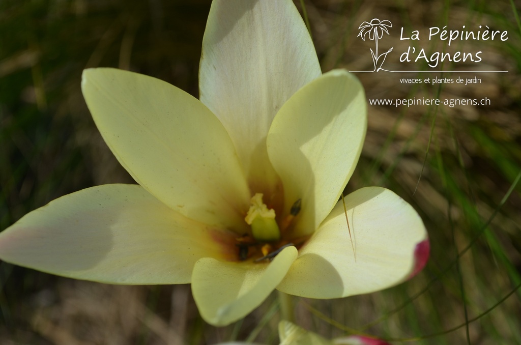 Tulipa clusiana 'Cynthia'