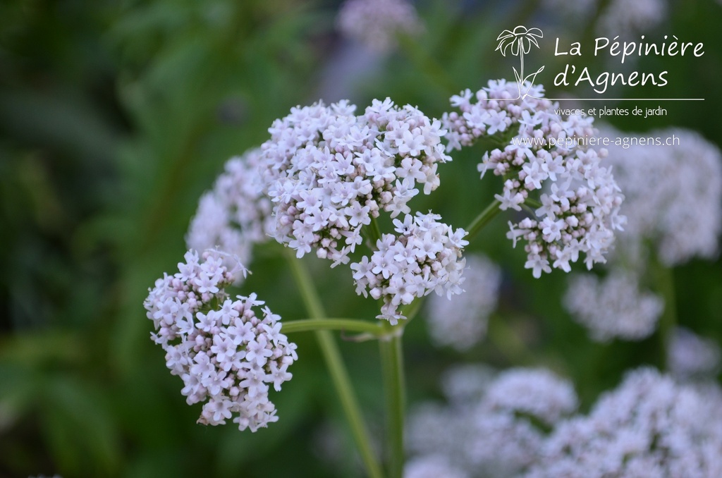 Valeriana officinalis