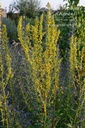 Verbascum nigrum