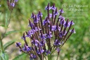 Verbena hastata 'Blue Spires'