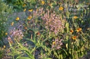 Verbena hastata 'Pink Spires'