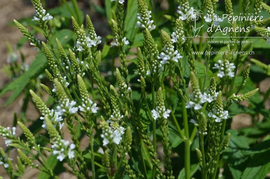 Verbena hastata 'White Spire'