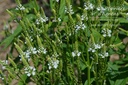 Verbena hastata 'White Spire'