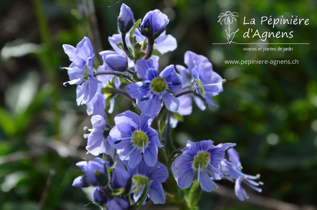 Veronica gentianoides 'Maihimmel'