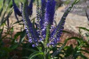 Veronica longifolia 'Blauriesin'