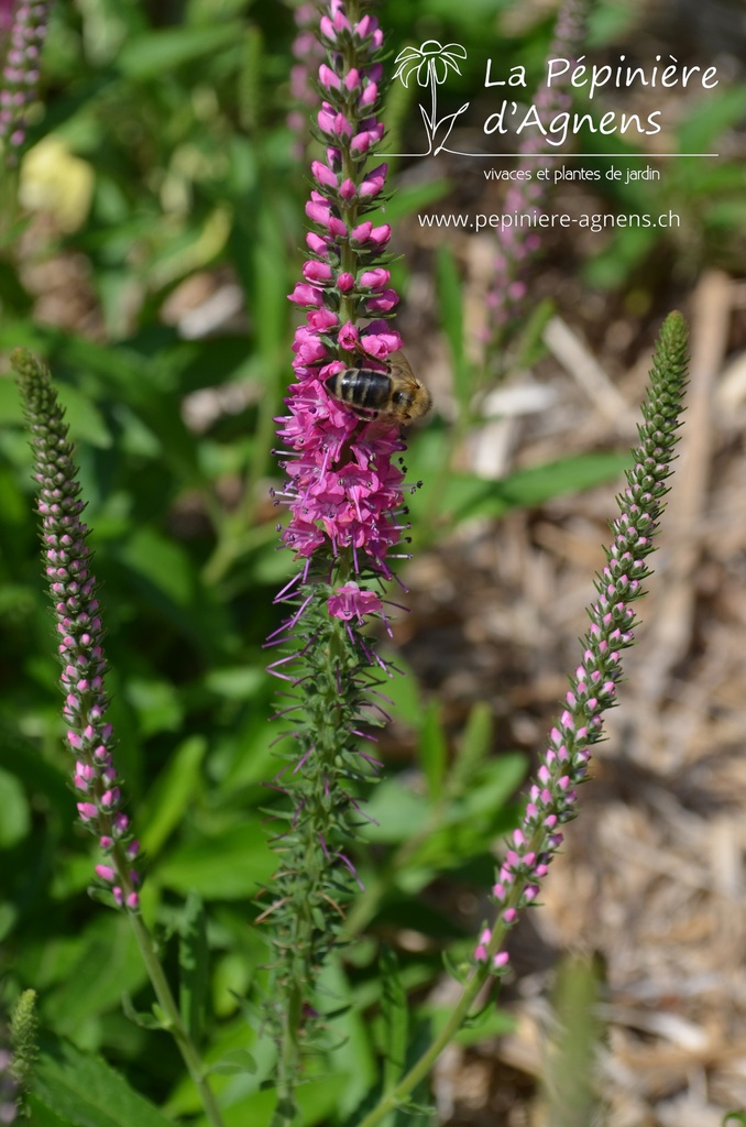 Veronica spicata 'Rotfuchs'