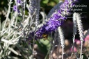 Veronica spicata ssp. incana 'Silberteppich'