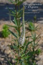 Veronicastrum virginicum 'Album'