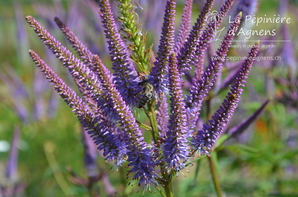 Veronicastrum virginicum 'Fascination'