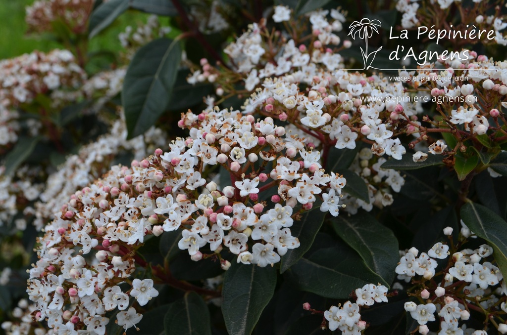 Viburnum tinus